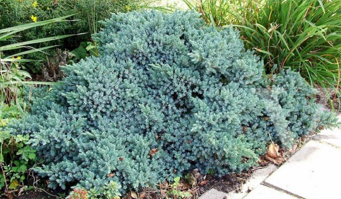 Jałowiec łuskowaty Juniperus squamata Blue Star