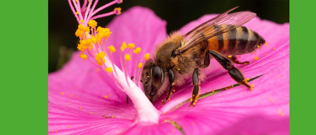 pszczoły wymagają większej ochrony niż plony