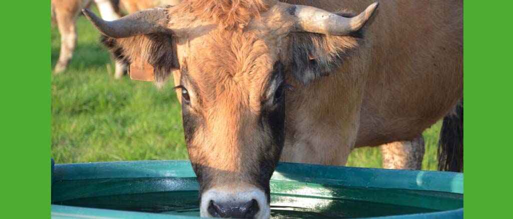 Prawidłowe pojenie zwierząt - jakie poidła dla bydła wybrać