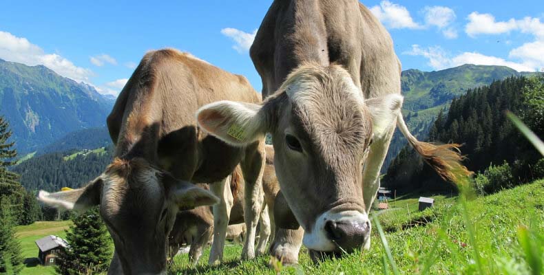 Podczas hodowli bydła musimy zaopatrzyć nasze zwierzęta w odpowiednią ilość wody dobrej jakości.