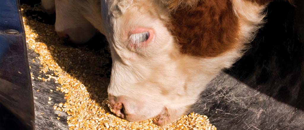 Mykotoksyny w paszy dla zwierząt hodowlanych