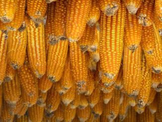 Mikotoksyny w uprawie kukurydzy