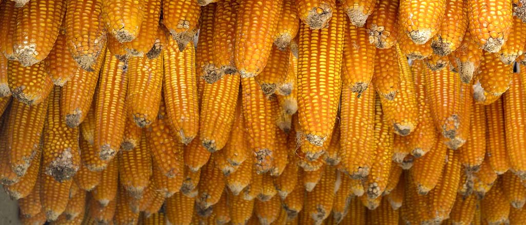 Mikotoksyny w uprawie kukurydzy