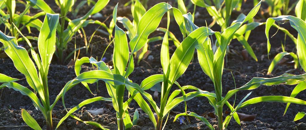 Kukurydza – jak zabezpieczyć uprawy przed szkodnikami i chorobami