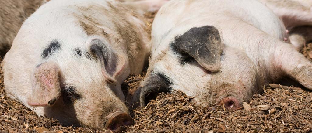 zasady bioasekuracji w hodowli świń