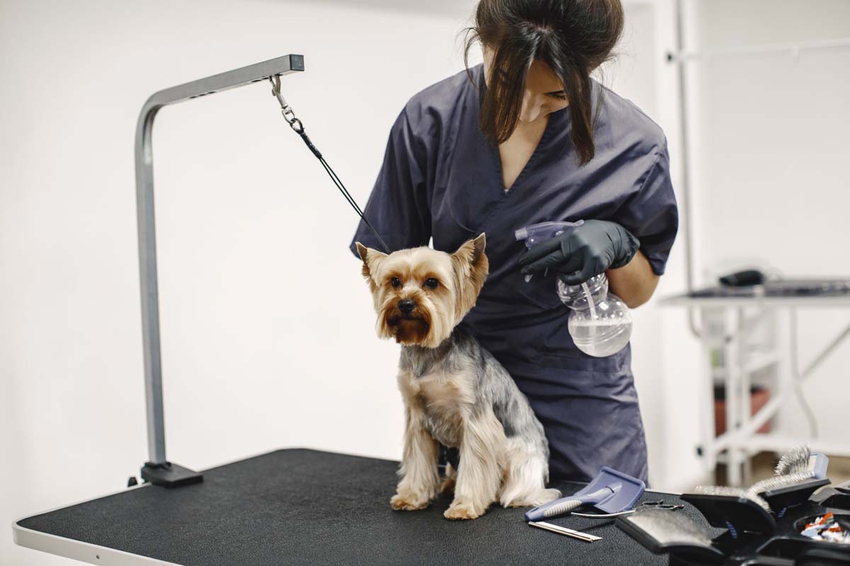 Yorkshire terrier getting procedure at the groomer