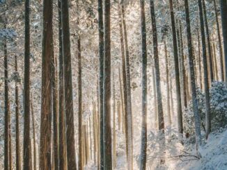 Jak starać się o dofinansowanie do lasów prywatnych